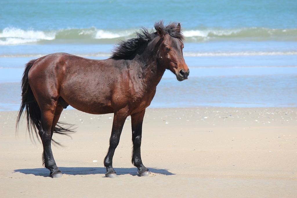 Akhal Teke Akhal teke horses, Horses, Beautiful horses