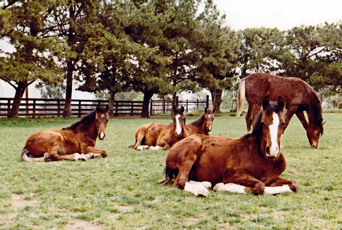 Horses with differing nutritional needs.