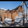 Horse in winter pasture with a shaggy coat.