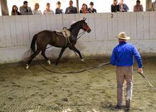 Monty Roberts demonstrating horse training techniques.