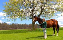 Heidi Reesink, Ph.D. '16 Assistant Professor in Equine Health.