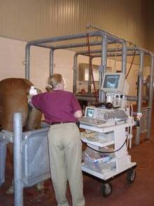 HVeterinarian performing ultra sound on horse.