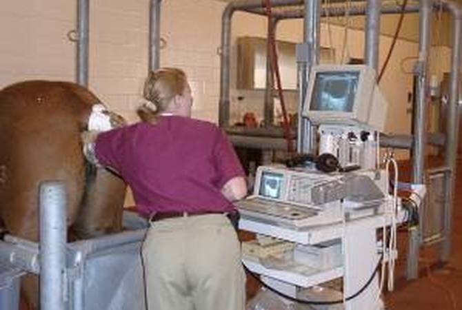 Veterinarian caring for a horse in equine hospital
