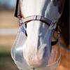 Horse wearing the Thin Line Grazing Muzzle