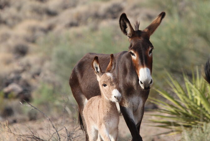 A burro mare with her foal in desert setting.