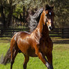 Morgan horse groomed with Absorbine Showsheen.