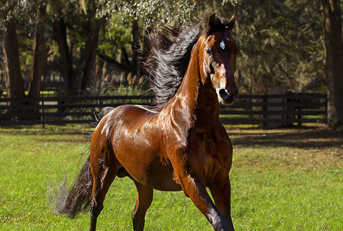 Morgan horse groomed with Absorbine Showsheen.