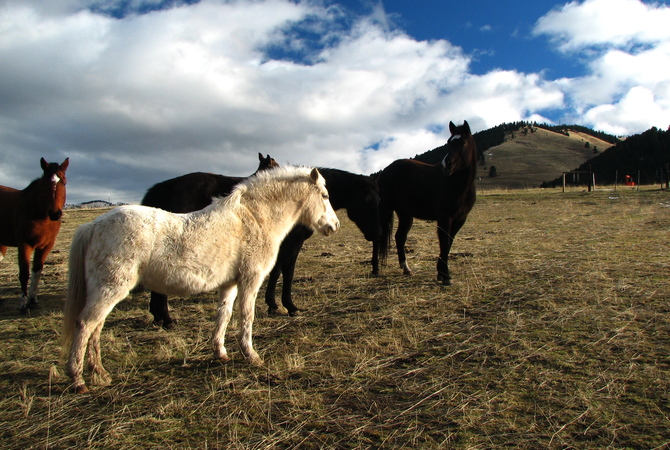 A small herd of neglected horses on open land.