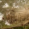 Eastern tent caterpillars in "tent" attached to tree limb.