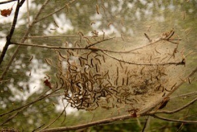 Eastern tent caterpillars in "tent" attached to tree limb.