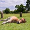 Young brown pony taking a nap while lying down in a green sunlit pasture.