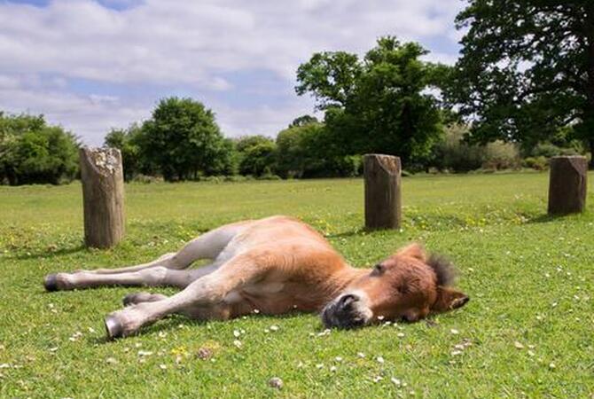 Young brown pony taking a nap while lying down in a green sunlit pasture.