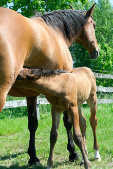 Buckskin foal suckling his dam.