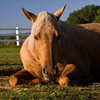 Palomino horse as model for Equine Guelph's Colic Risk Taker tool.