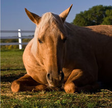 Horse lying down in pasture.