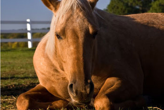 Horse lying down in sunlit pasture.