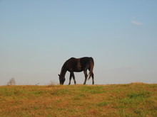 Horse grazing in a pasture in poor condition.