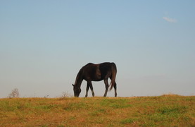 Horse engaging in close cropped grazing in sandy pasture.