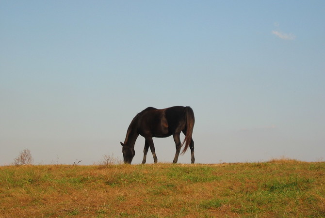 Horse engaging in close cropped grazing in sandy pasture.