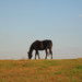 Horse engaging in close cropped grazing in sandy pasture.
