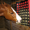 Horse eating from NibbleNet slow hay feeder.
