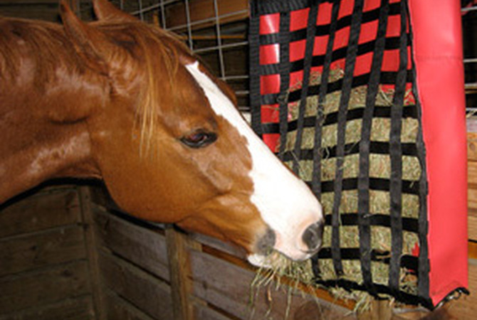 Horse eating from NibbleNet slow hay feeder.