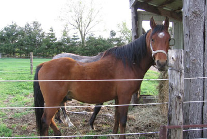 A senior horse tethered to a post looking over the fence from his pasture.