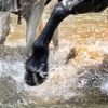 Horse hooves in water.