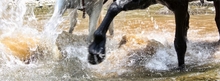 Horses wearing Cavallo hoof boots in water on rough terraine.