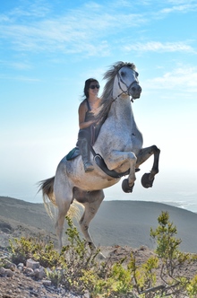 Rearing horse wearing Cavllo boots.