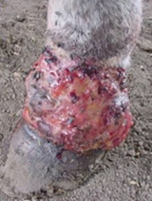 Summer sores resulting in proud flesh on horse's leg.
