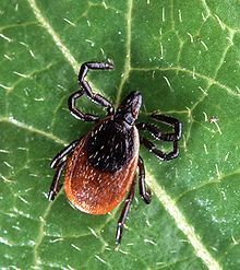 Deer tick - Threat to horses.