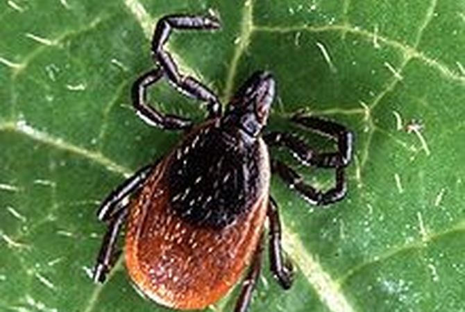 A deer tick commonly found on horses.