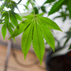 Leaves of a cannabis/marijuana plant