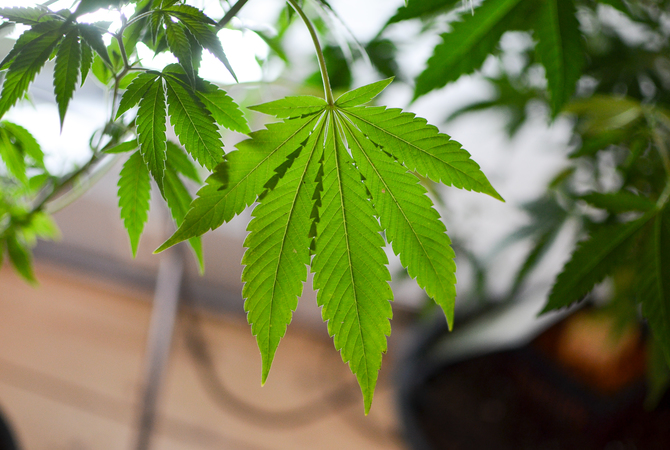 Leaves of a cannabis/marijuana plant