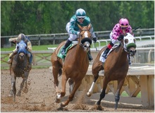 Horses racing while wearing Flair nasal strips.