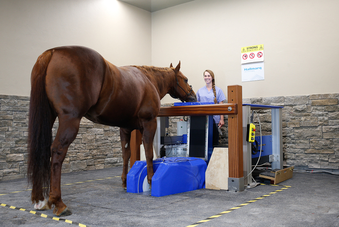 Horse undergoing standing MRI.