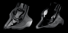 Image of horse's feet showing navicular bone.