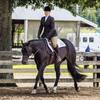 Wrangler - Show Horse with Kissing Spine