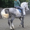 The swishing tail of the horse may be an indication of pain and/or lameness