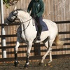Horse's body language showing evidence of pain while being ridden.