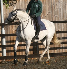 Horse's body language showing signs of stress.