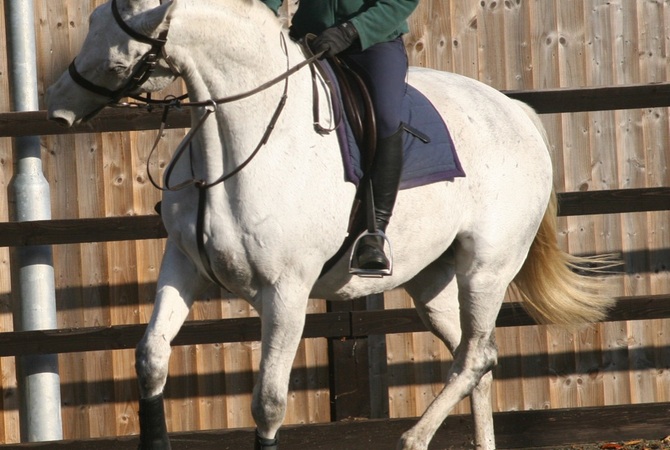 Horse's body language showing evidence of pain while being ridden.