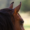 Attentive horse looking across pasture with ears at alert.