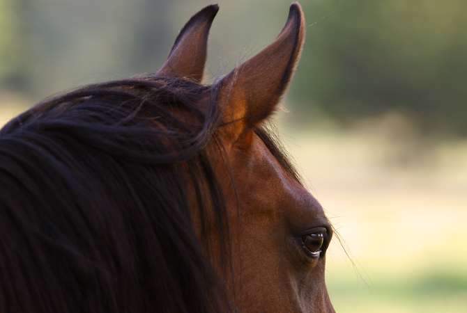 Horse's ears.