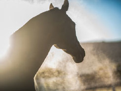 Horse breathing polluted air.