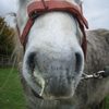 Horse with nasal discharge - A sign of strangles.