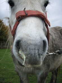 Horse with foamy yellowish nasal discharge a sign of Strangles. Horse with foamy yellowish nasal discharge a sign of Strangles.