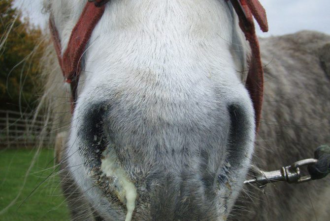 White horse with nasal discharge - A sign of strangles disease.