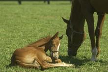 Mare and foal in a pasture.